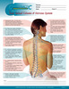 The Vital Connection: Your Spinal Column & Nervous System