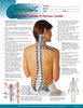 The Vital Connection Deluxe: Your Spinal Column & Nervous System