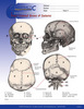 Your Cranial Bones & Sutures