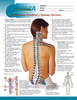 The Vital Connection Deluxe: Your Spinal Column & Nervous System <i>(Spanish)</i>