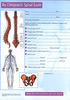 My Chiropractic Spinal Exam
