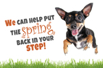 We can help put the spring back in your step! (terrier)