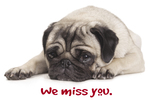 We miss you. (pug) 