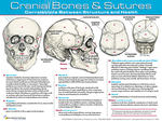 Cranial Bones & Sutures Reference Chart - Deluxe